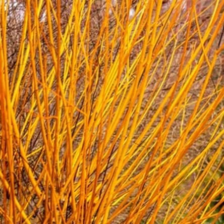 4 Flame Willow Tree Cuttings - Vibrant Orange and Red Colored Bark - Unique and Rare Exotic Plant - Grow 4 Trees
