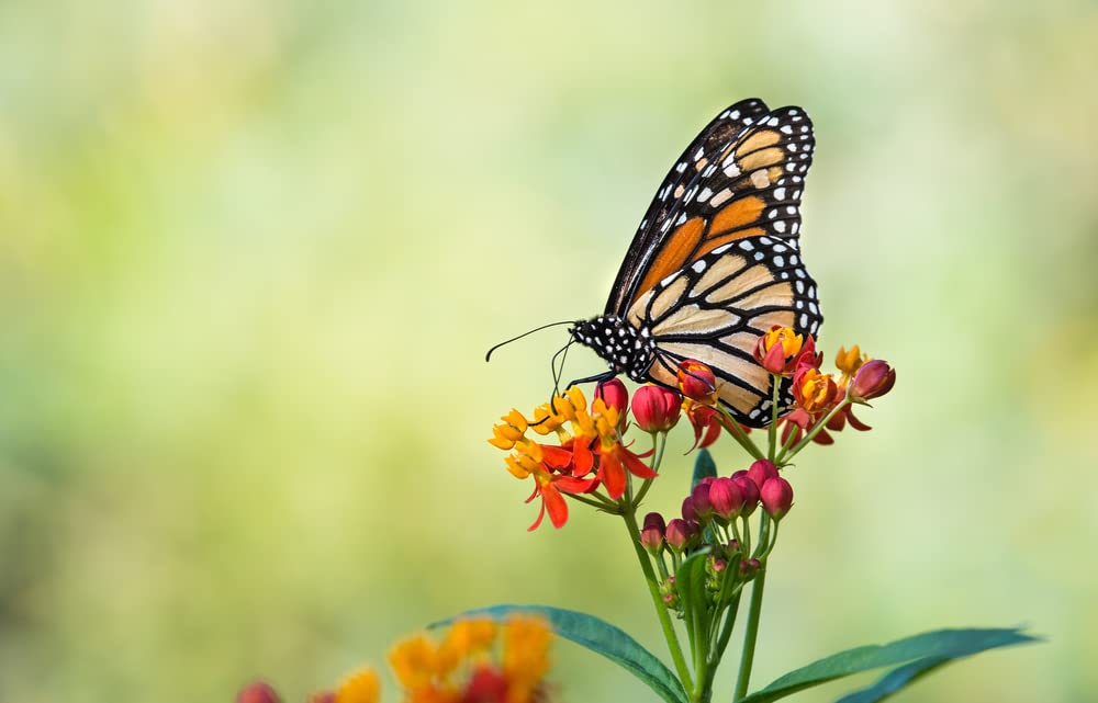 250 Tropical Milkweed Seeds - Food and Host Plant for Monarch Butterflies - Blood Flower Milkweed Seeds