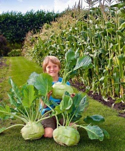 Big Daddy White Kohlrabi, Giant Cabbage Seeds | 200+ Seed Packet | Grow This Giant Heirloom Cabbage | Rare Vegetable Seeds for Planting