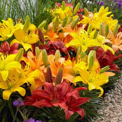 Asiatic Border Lily Bulbs for Planting (10 Fresh Bulbs)