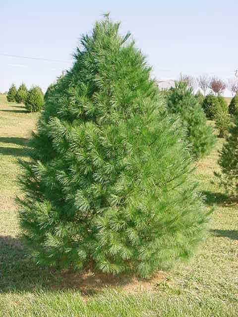 White Pine Tree Seedlings for Planting - Evergreen Tree Seedlings - Landscaping or Wind Block Trees - No Ship to California