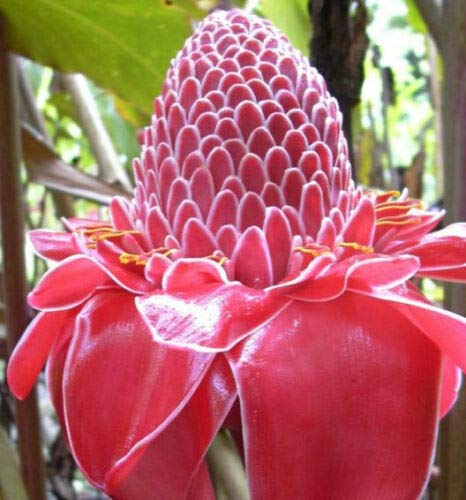Jocadew Etlingera elatior Pink,Torch Ginger,Combrang,Wax Flower jocad (20 Seeds)