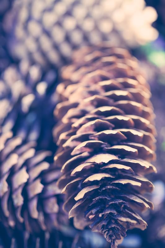 Natural Pine Cones for Decor or Crafts - Hand Gathered - 4-5 Inch Cones
