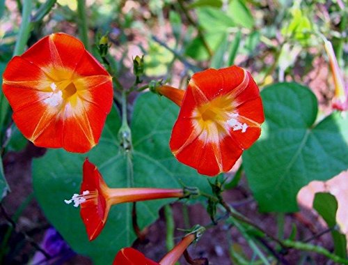 VERY RARE ORANGE NOAH MORNING GLORY VINE SEEDS! HUMMINGBIRDS LOVE IT!Comb.S/H
