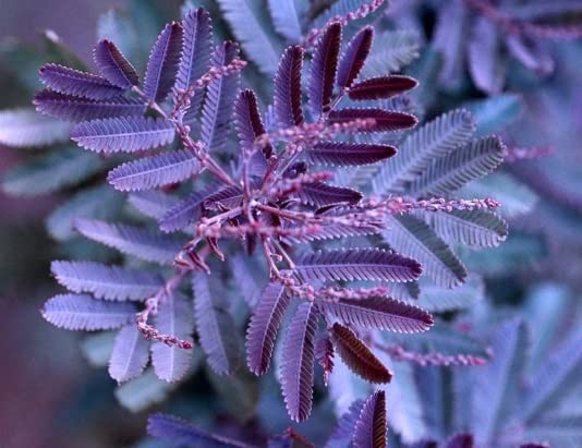 Blue Leafed Mimosa Tree Seeds for Planting (30 Seeds) - Acacia baileyana Purpurea