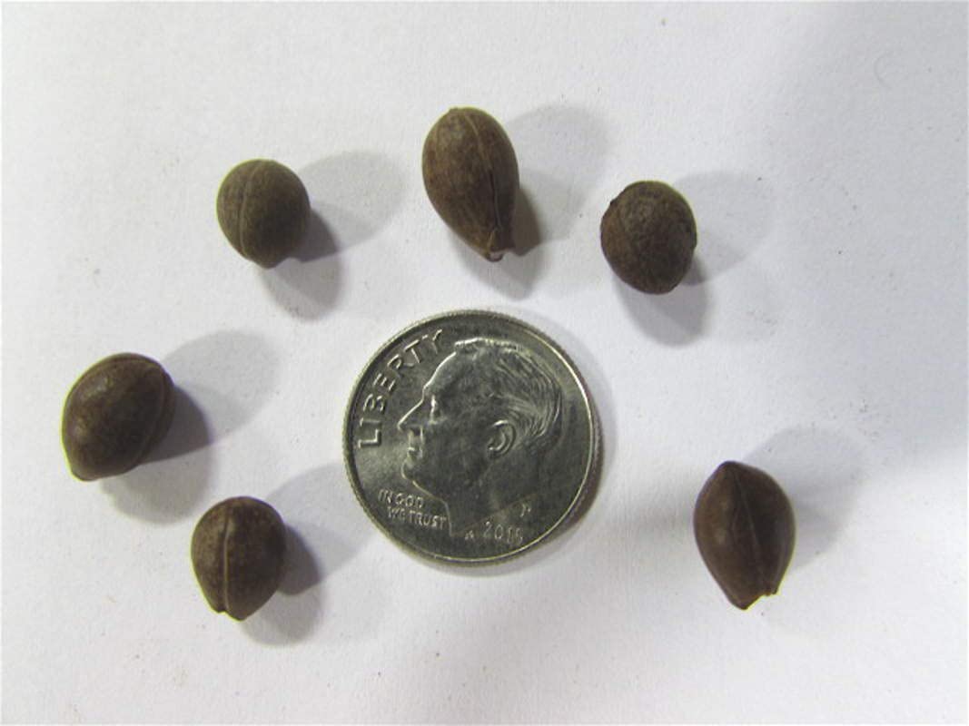 6 American Snowbell Bush Seeds for Planting - Styrax americanus - Elegent Weeping Flowers - Great for Garden or Yard