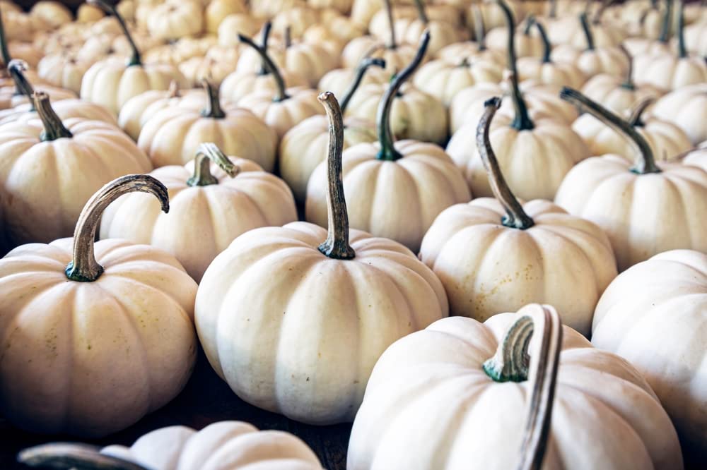 20 Small White Pumpkin Casperita Seeds for Planting - Excellent for Decor - Non GMO Garden Seeds