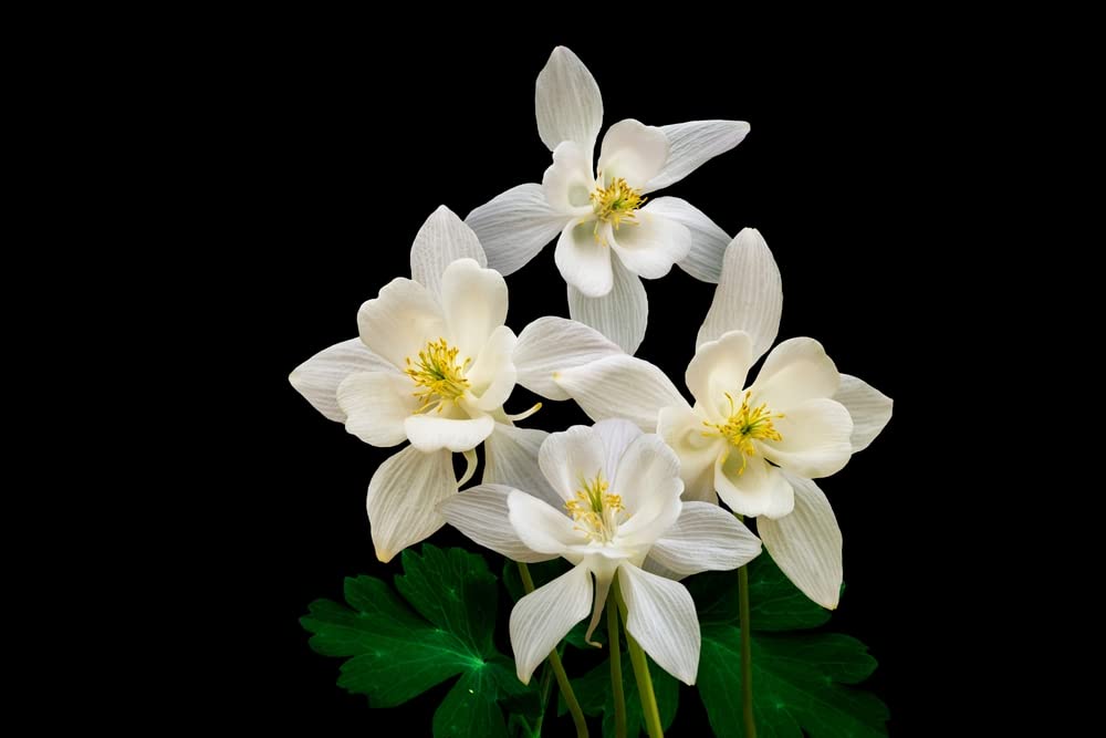 Crystal White Columbine Seeds for Planting - Vibrant White Wildflowers
