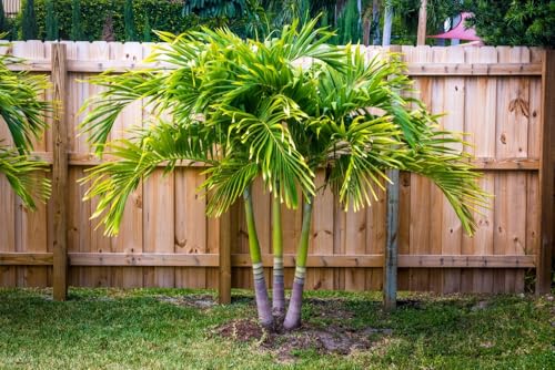 10 Spindle Palm Tree Seeds for Planting - Hyophorbe verschaffeltii - Popular Garden or Lawn Palm Tree