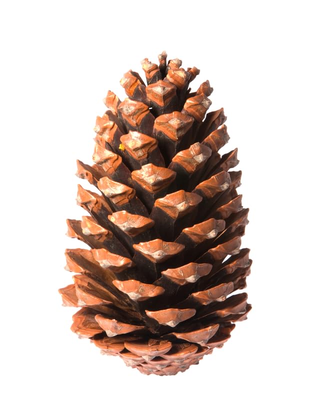 Natural Pine Cones for Decor or Crafts - Hand Gathered - 4-5 Inch Cones