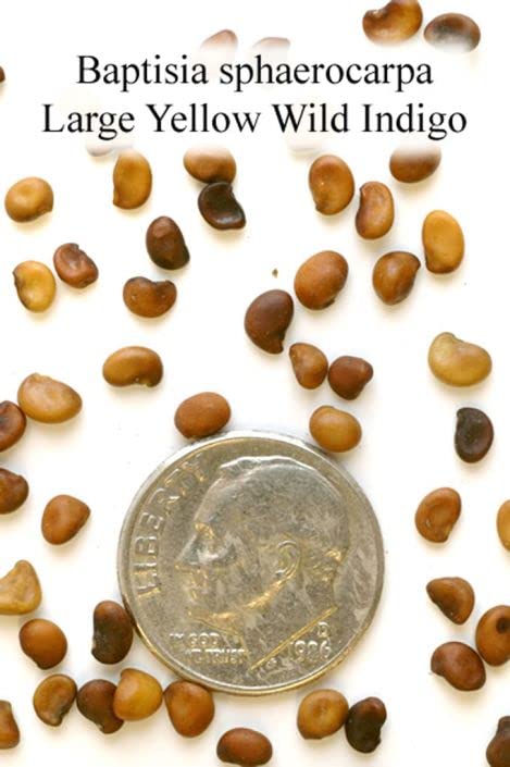 Large Yellow Wild Indigo Seeds for Planting (50 Seeds) - Baptisia sphaerocarpa