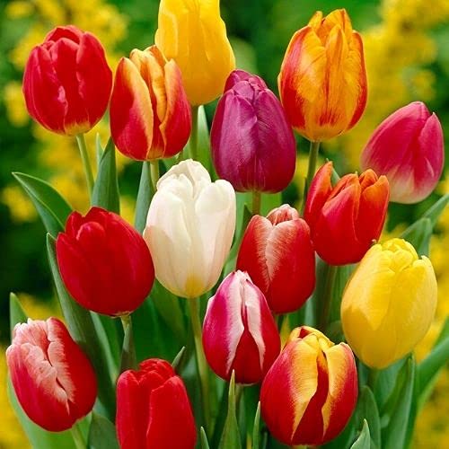 Tulip Bulbs for Fall Planting Bulk, 25 Mix Color Tulip Bulbs, Large Bulbs for Growing Indoors Outdoors, Easy to Plant