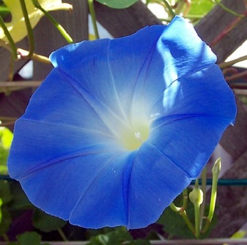 Morning Glory 'Heavenly Blue', 150 Seeds