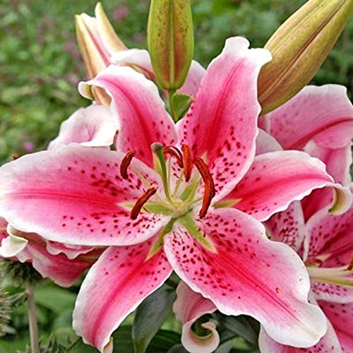 4 pc Stargazer Lily Bulbs Blessings Plants, Long Lasting Fragrance Flower
