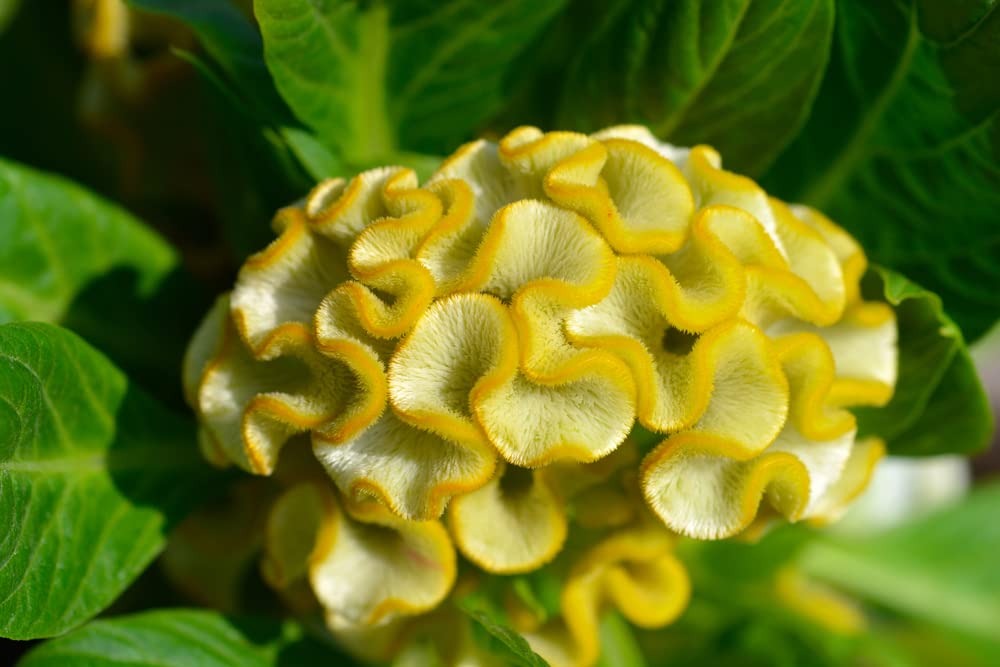 Cockscomb Seeds, Mixed Colors - Amazing Garden Flower - Made in USA - Celosia Seeds