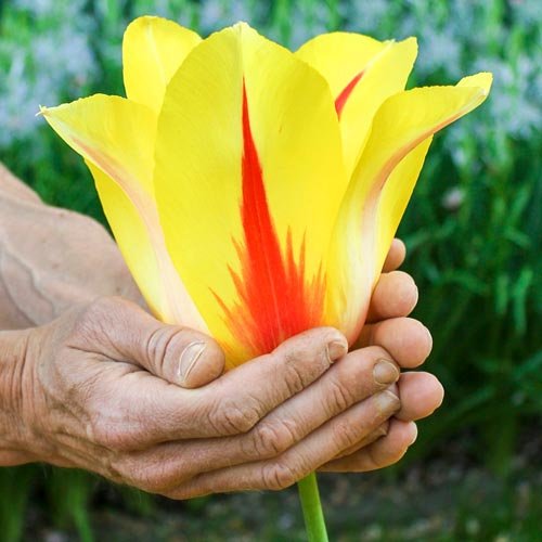 6 Giant Hocus Pocus Tulips Bulbs | Biggest Tulips in The World | Ships from Iowa