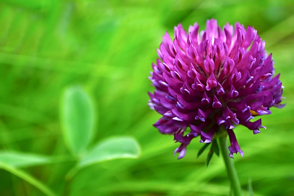 Red Clover Seed - 500+ Seeds - Great from Food Plot, Cover Crop, Pasture Mix - Perennial Red Clover