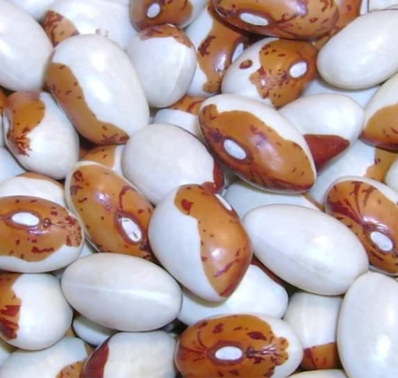 Hidatsa Shield Bean Seeds for Planting (20 Seeds)