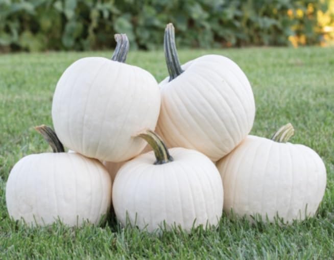 10 White Gold Pumpkin Seeds for Planting - Large White Smooth Pumpkins
