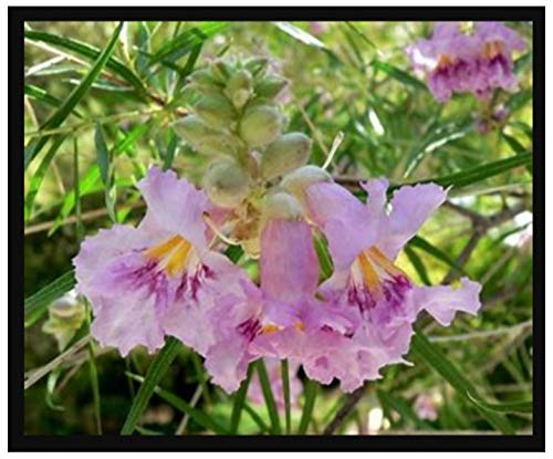 50 Desert Willow Tree Seeds, Chilopsis Linearis