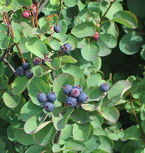 50 Saskatoon Serviceberry Seeds for Planting Amelanchier alnifolia, Seeds (Edible, Fall Color, Hardy) 50 Seeds to Grow