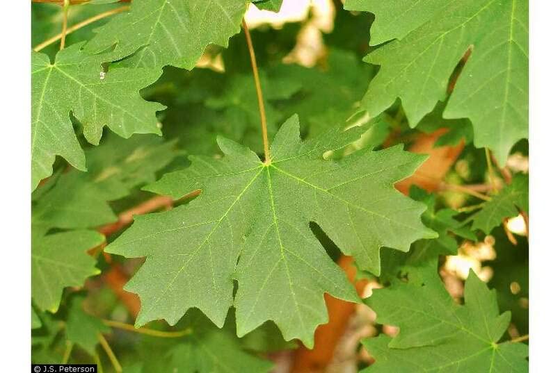 Bigleaf Maple Tree Seeds for Planting | 30+ Seeds | Highly Prized for Landscaping and Bonsai, Acer macrophyllum