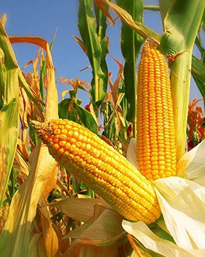 1050 Yellow Dent Corn Seeds Kernels Grain Corn Field Corn for Planting or Feed Non-GMO