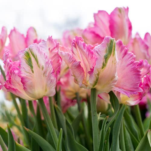 10 Weber's Pink Parrot Tulip Bulbs for Planting - Easy to Grow