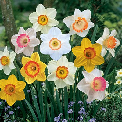 Large Cupped Daffodil Bulbs Sunshine Mix