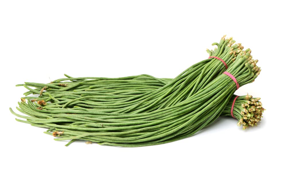 Asian Long Bean Seeds for Planting (30 Seeds) - Fast Growing Variety Sweet Tender and Delicious - Ships from Iowa, USA