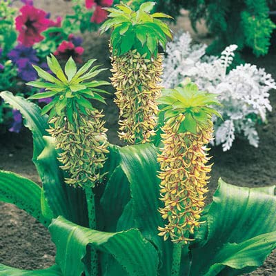Pineapple Lily Bulb for Planting (One Bulb) - One of The Rarest Lily Flowers