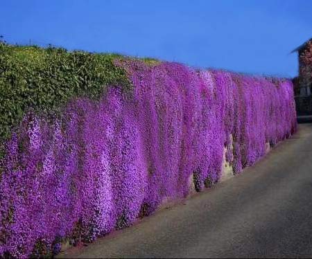GreenCreator 200 Aubrieta Seeds Cascade Purple Flower Seeds, Perennial Rock Cress Ground Cover Plant