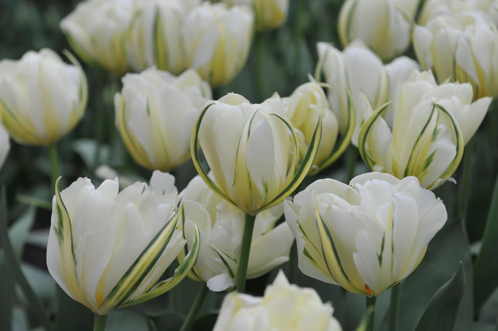 Yellow Fosteriana Emperor Tulip Bulbs for Planting - Easy to Grow Perennial Tulips