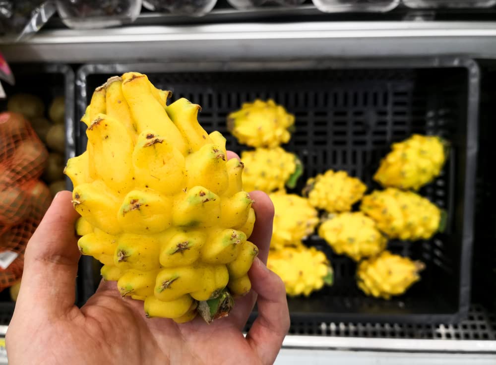 Two Yellow Dragon Fruit - 2 Pieces of Giant Fresh Fruit, Exotic Tropical Fruit - 3-4 Inches Long