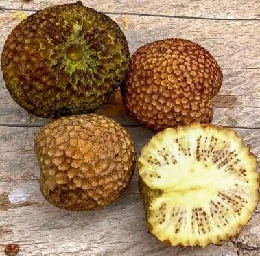 30 Ndea Tree Seeds for Planting - Nauclea xanthoxylon