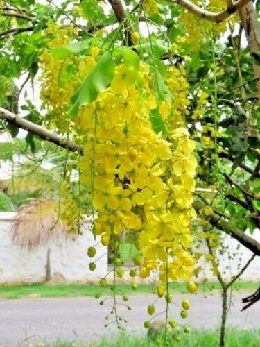Golden Shower Tree Gold Rush Yellow Cassia Fistula Flower jocad (15 Seeds)