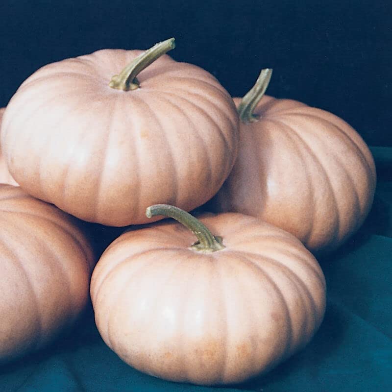 Long Island Cheese Pumpkin Seeds for Planting (20 Seeds)