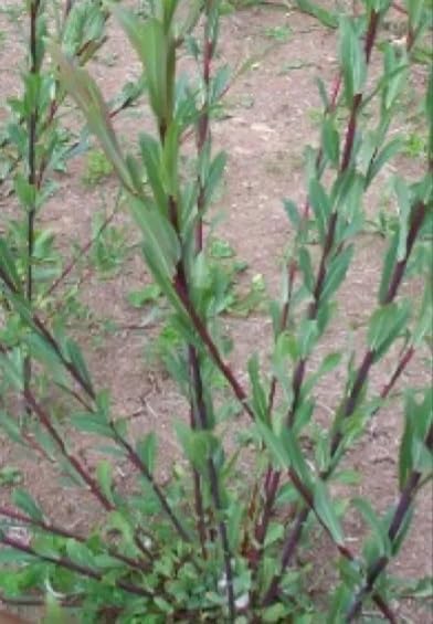 4 Dark Dicks Willow Cuttings to Plant - Grow Stunning Basket Willow - Salix Purpurea (4 Cuttings)