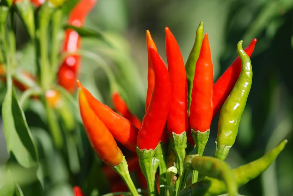 Tabasco Hot Pepper Seeds for Planting - Grow Hot Peppers