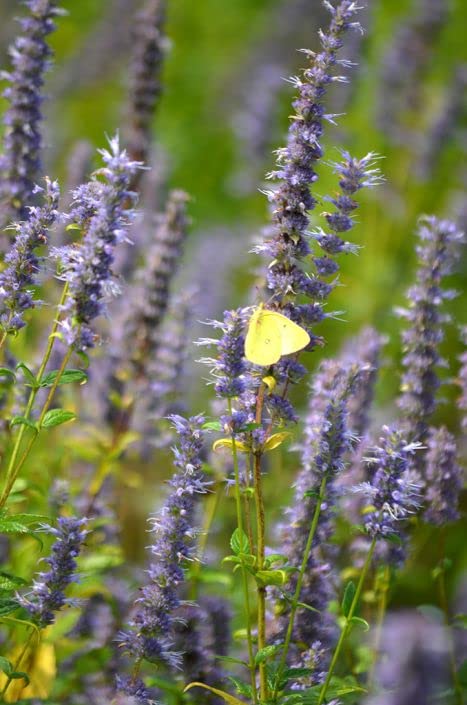 Anise Hyssop Seeds for Planting (200 Seeds) Stunning Wildflowers - Agastache foeniculum