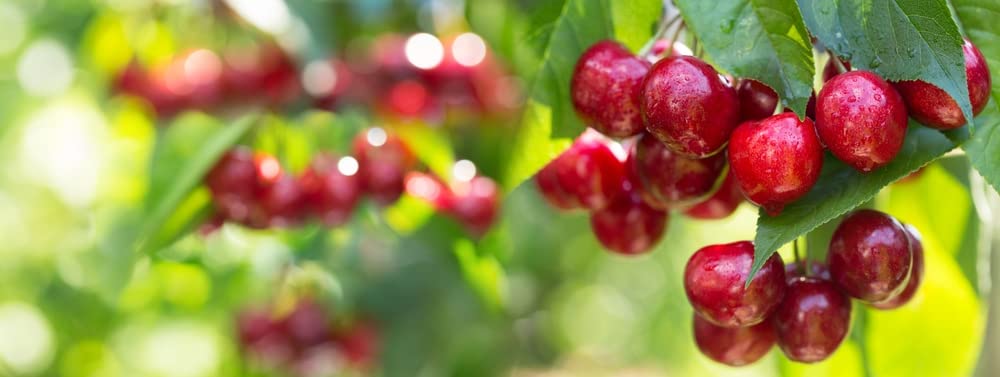 Sweet Cherry Tree Seeds for Planting - Prunus avium