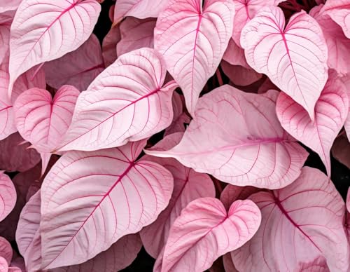 6 Pinky Swear Caladium Bulbs for Planting - Perennial Hosta, Elephant Ears, Fancy (6 Bulbs)