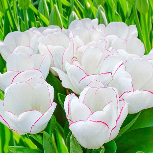 10 Blushing Bride Tulip Bulbs for Planting - Stunning Rembrandt Tulips - Easy to Grow - Made in USA, Ships from Iowa
