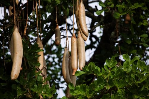 10 Sausage Tree Seeds for Planting - Kigelia africana