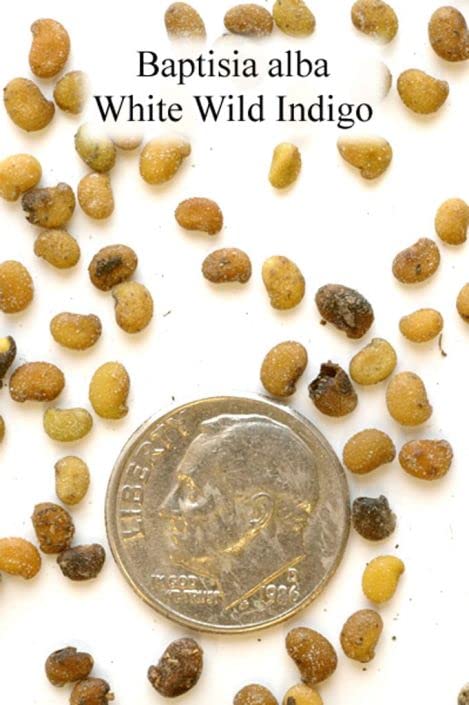Wild White Indigo Seeds for Planting (50 Seeds) - Baptisia alba