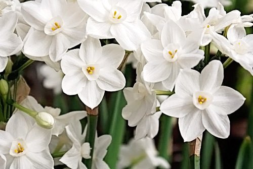 40 Ziva Paperwhites Ready to Grow!- Indoor Narcissus: Narcissus Tazetta: Nice, Healthy Bulbs for Holiday Forcing!!