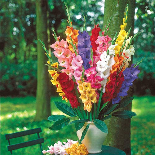 5 Gladiolus Bulbs, Mixed Colors - Sword Lily, Easy to Grow Perennial