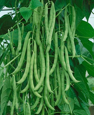 Kentucky Pole Bean Seeds for Planting | 50+ Seeds + | Non-GMO, Heirloom Seeds, Grow Your Own Food | Vegetable Seeds for Planting