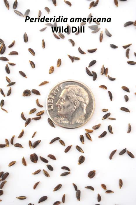 Wild Dill Seeds for Planting (50 Seeds) - Perideridia Americana