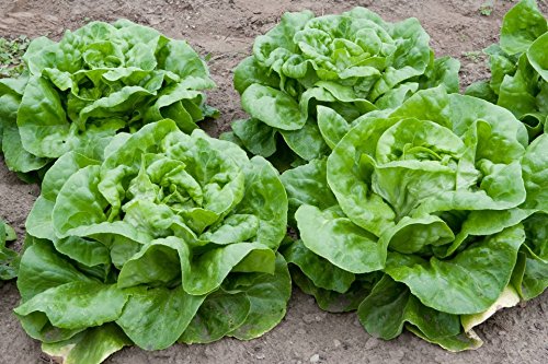 Buttercrunch Lettuce Seeds | 500 Seed Packet | Grow Your Own Food | by CZ Grain. Made in USA, Ships from Iowa.